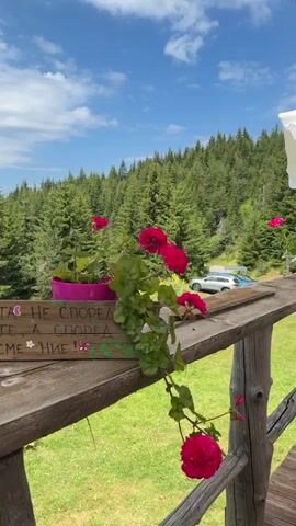 The video shows a close-up view of a wooden table with several items on it, including a glass of red liquid with a straw, a small vase of wildflowers, and a sign with text. Behind the table, there is a lush green forest with tall trees, and a blue sky with white clouds. The camera slowly pans from left to right, revealing more of the scenery. The overall impression is one of a serene and beautiful natural setting.