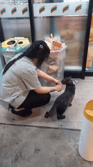 Woman feeds cat near blooming plumeria in Thai village