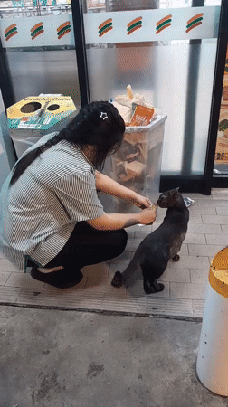Woman feeds cat near blooming plumeria in Thai village