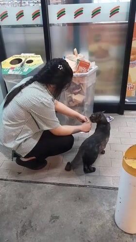 Woman feeds cat near blooming plumeria in Thai village