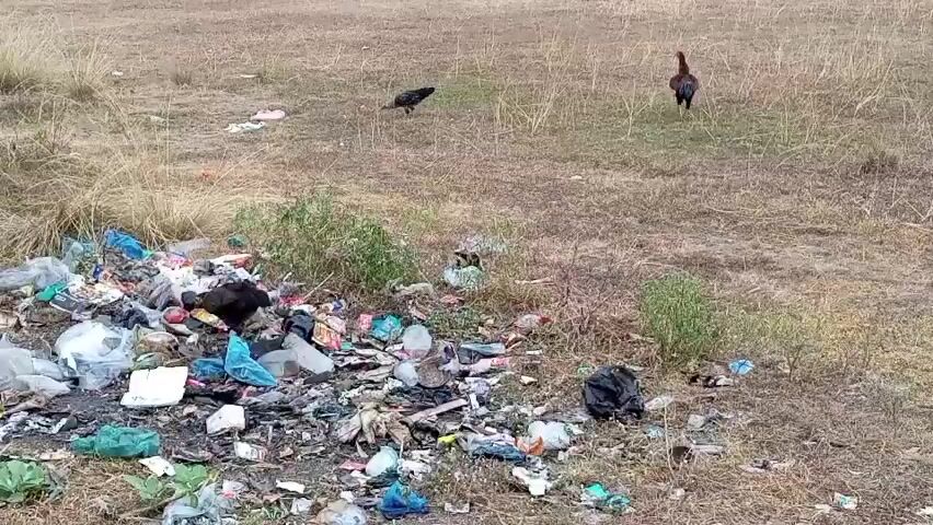 The video shows a pile of garbage in a dry, grassy field. There are several chickens in the field, some of which are near the garbage pile. The garbage includes plastic bags, wrappers, and other debris. The chickens appear to be foraging in or near the garbage. The weather appears to be overcast.