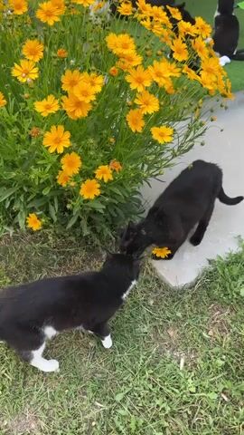Two black and white cats are interacting near a bush of bright yellow flowers. One cat is mostly black with white paws and chest, facing away from the camera. The other cat is entirely black and is facing the black and white cat, appearing to be sniffing the yellow flowers. The environment appears to be an outdoor grassy area with a concrete pathway. In the background, several other cats, mostly black and white, are visible sitting on a green surface and near large black tires.