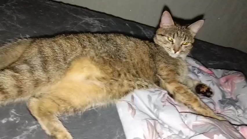A tabby cat is lying on a bed. The cat is facing the camera with its head turned slightly to the left. The cat's eyes are open and appear to be yellow. The cat's body is stretched out on the bed, and its paws are resting on the covers. The bed is covered with a patterned comforter. The background is a gray wall. The lighting is dim, and there is a shadow on the wall behind the cat.