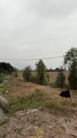 The video shows a rural scene with a narrow irrigation canal in the foreground. The canal is concrete-lined and flows with murky water. The banks of the canal are overgrown with grass and weeds. Beyond the canal is a field of dry, plowed earth, in which stands a brown horse with a white blaze on its face. The horse is tethered with a rope. In the background, hazy mountains are visible under a cloudy sky. Power lines run overhead.