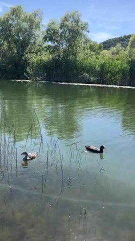 A serene pond reflects the clear blue sky and lush green trees lining its banks. Two ducks glide peacefully on the water's surface, their dark feathers contrasting with the shimmering green water. The reeds and tall grass create a natural border around the pond, with rolling hills visible in the background under the bright sunlight. The overall atmosphere is one of tranquility and natural beauty.