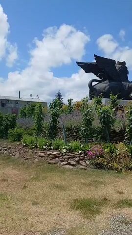 A slow-panning video shot shows a large, dark statue of a griffin from the chest up. The mythical creature is depicted with feathered wings spread wide, its body curled in a resting position. The griffin's head is turned to its right, with its beak open, as if in mid-roar or song.

The statue is set against a backdrop of a bright blue sky dotted with fluffy white clouds. In the foreground, a terraced garden with a stone wall is visible. The garden is lush with greenery, featuring tall, slender plants that appear to be grapevines, interspersed with smaller, flowering plants in shades of pink and purple. There are also patches of dried grass in the immediate foreground, suggesting a warm, sunny day.

Behind the garden, a few buildings are partially visible, including one with a white facade and dark-paneled sections. A tall evergreen tree stands to the left of the griffin statue, adding to the natural setting. The overall impression is one of a serene and somewhat majestic outdoor scene, possibly a public park or a historical estate, given the statue's grandeur and the well-maintained garden. The time of day appears to be midday, with the sun casting a bright light. No visible text is present in the video. The location context provided is Tsinandali, Georgia.