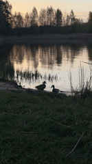 Mallard duck pair spotted at dusk lakeside in Belarus