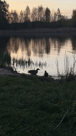 Mallard duck pair spotted at dusk lakeside in Belarus