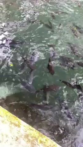 Here is a description of the video:

The video shows a large pool filled with numerous dark-colored fish, along with a few golden ones. The water has a greenish hue and is slightly rippled. The pool is surrounded by greenery, with trees and foliage visible on the banks. A building with a traditional roof is seen in the background. The camera pans across the pool, revealing the abundance of fish swimming around.
