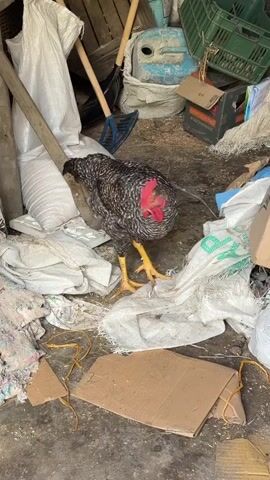 A rooster stands on a pile of white bags in a cluttered storage area. The rooster is black and white with a red comb. In the background, there are various objects including a rake, a shovel, sacks, and a blue plastic container. The floor is dirt and debris.