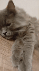 Lazy afternoon at home with cats, a dog, and kids' toys