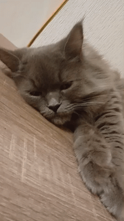 Lazy afternoon at home with cats, a dog, and kids' toys
