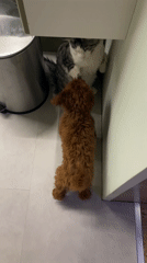 Playful dog interacts with cat and owner in Sofia kitchen