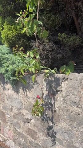 A vine with green leaves and some small red buds hangs down the side of a stone wall. Behind the vine, various green shrubs and dark foliage are visible, creating a layered effect of plant life. The stone wall appears rough and textured, with sunlight casting shadows on its surface. The scene is lit by natural daylight, suggesting an outdoor setting.