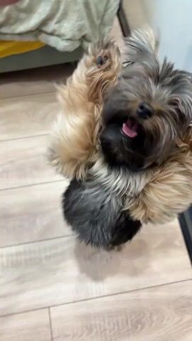 A small dog, possibly a Yorkshire Terrier, is captured in a series of blurry, fast-moving video frames. The dog appears to be either looking at its reflection in a mirror or interacting with someone or something just out of frame. Its fur is a mix of brown, tan, and black. In the first frame, the dog is close to the camera, with its tongue sticking out and its paws raised. In the second and third frames, the dog is further away, and its tail is wagging, indicating movement. The background suggests an indoor environment with a light-colored wooden floor and what appears to be a mirrored surface or a large window. The lighting is moderate, and the focus is primarily on the dog.