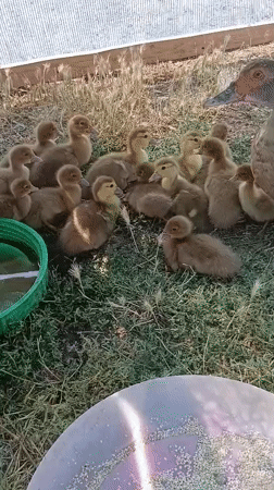 Backyard flock life: ducks, ducklings, eggs, and fresh raspberries