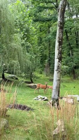A male and female deer stand in a grassy area surrounded by trees. The male deer is on the left and the female deer is on the right. They are both facing to the right. The male deer is slightly larger than the female deer and has antlers. The female deer is smaller and does not have antlers. There are several rocks and a tree in the foreground. The background is a forest of green trees. The video is taken from a slightly elevated position.