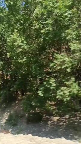 The video shows a view from a moving vehicle, likely a car, looking out at a natural landscape. The foreground is dominated by green foliage and tall grasses, suggesting a rural or wilderness setting. Behind the vegetation, large, rocky hills or mountains rise up, characterized by their earthy tones and rugged textures. The sky is a clear, bright blue, indicating a sunny day. The camera movement is slightly unsteady, consistent with being filmed from a vehicle in motion. Trees with dense green leaves are interspersed throughout the scene, some appearing closer to the vehicle and others further away, blending into the hillside. The overall impression is of a scenic drive through a mountainous, vegetated area.