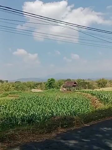 The video shows a view of a cornfield under a clear blue sky with scattered clouds. A small, rustic shelter with a brown roof and wooden posts stands in the middle of the field. In the background, there are rolling hills and mountains. Power lines stretch across the top of the frame. The ground in the foreground is covered with dry grass and a dark asphalt surface.