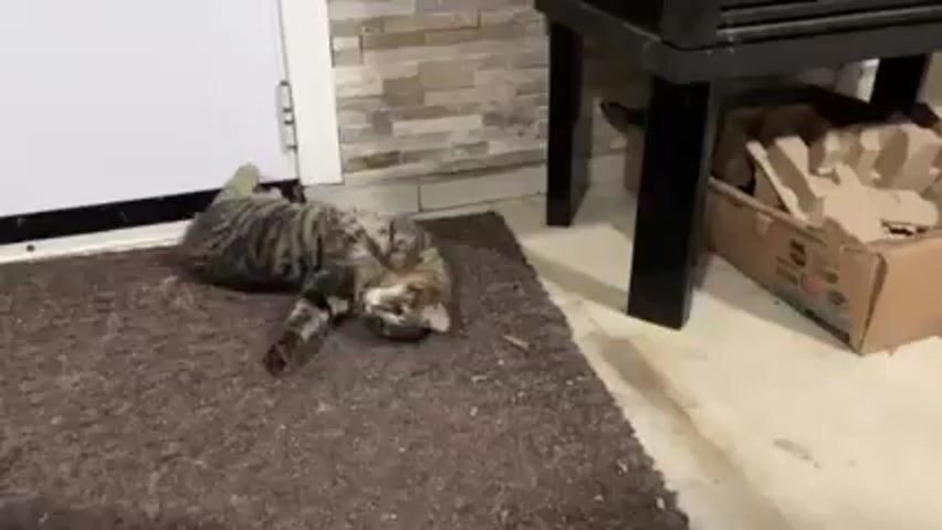 A short video shows a brown tabby cat lying on its back on a brown doormat in a room. A black cat enters the scene from the left, approaches the tabby cat, and sits nearby, looking at it.  A partially-visible white door is behind the cats. A black table leg and brown cardboard box are visible on the right side of the frame.