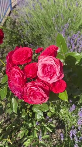 A close-up shot focuses on a cluster of bright red roses, with their petals unfurled and vibrant. Behind the roses, a lush bed of lavender is visible, its purple blooms creating a soft, hazy backdrop. The lavender appears dense and healthy, suggesting a well-maintained garden. Sunlight dapples through the leaves, highlighting the textures of both the roses and the lavender. The scene is peaceful and natural, evoking the feeling of a warm summer day.