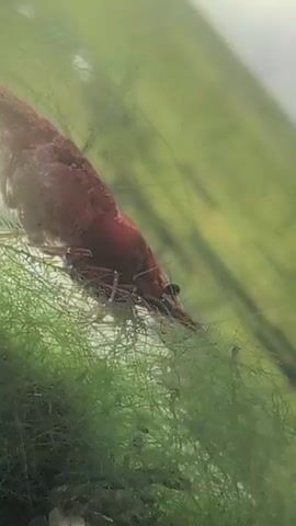 A close-up shot shows a red shrimp submerged in green aquatic plants. The shrimp is positioned in the lower left of the frame, partially obscured by the foliage. Its body is elongated and curved, with visible legs and antennae. The shrimp appears to be foraging or resting amongst the plants, its head lowered towards the green material. The background is softly blurred, with shades of green and hints of lighter colors, suggesting an aquarium environment. The lighting is diffused, creating a naturalistic underwater effect. The camera remains stationary, focusing on the shrimp and its immediate surroundings.