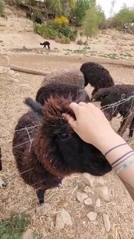 A person pets a furry, dark-colored animal resembling an alpaca or llama through a wire fence in a zoo-like environment. Other similar animals are nearby. The person has bracelets and a geometric tattoo on their arm. The ground is dry with scattered rocks, and vegetation is visible in the background.