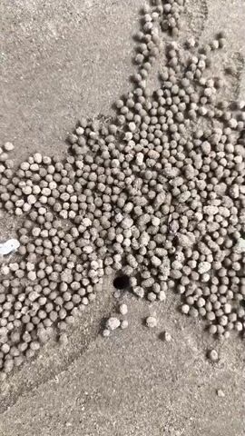 A close-up overhead shot shows a sandy surface covered in numerous small, round sand balls arranged in a loose pattern. In the center of the frame, a small, dark hole is visible, surrounded by the sand balls. Some scattered white debris, possibly small shells, is also present on the sand. The lighting suggests an outdoor environment, likely a beach. The sand balls appear to have been meticulously crafted, indicating the work of a creature such as a crab.