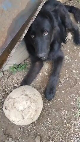 A black dog lies in the dirt under a metal sheet, its paws resting on a dirty soccer ball. The dog looks at the camera.