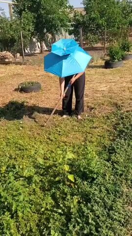A person stands in a grassy yard, using a rake to tend to the vegetation. The person is holding two blue umbrellas over their head for shade. They are wearing dark pants and no visible shoes. In the background, there are trees, a fence, and some old tires repurposed as planters. The sun is shining brightly, casting shadows on the ground. The video shows the person raking in a slow, steady motion.