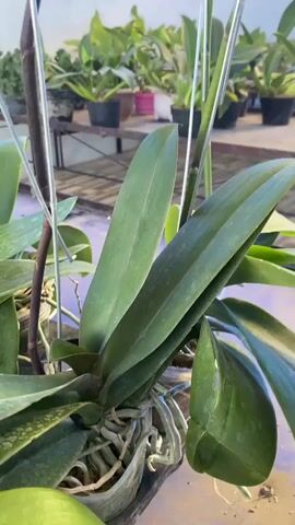 This is a close-up video of a potted orchid plant, focusing on its leaves and developing flowers. The orchid has broad, green leaves and thin, supporting stakes. The video pans upwards to reveal several orchid flowers in bloom, which are a deep purple with white speckles. There are also developing buds visible on the stems. In the background, other potted plants are arranged on tables, suggesting a greenhouse or nursery setting. The overall environment appears to be indoors with a corrugated roof, allowing natural light to filter through.