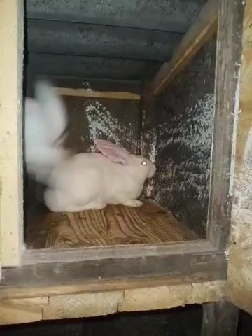 A white rabbit is in a wooden enclosure. Another white rabbit enters the enclosure and nudges the first rabbit.
