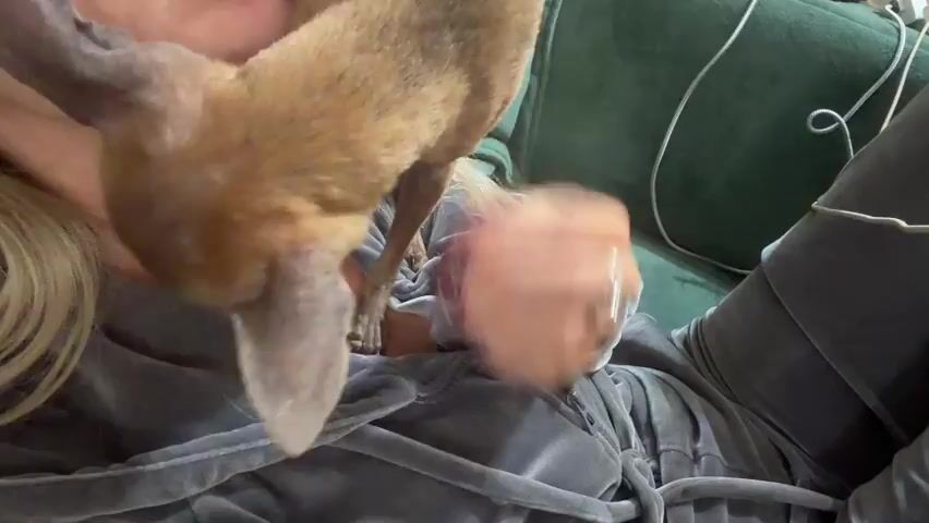 A close-up shot shows a person lying down on a green sofa, wearing a grey velour tracksuit. A small tan chihuahua dog is being held by the person and is sniffing at their face. The dog's head and front paws are visible, while its body is mostly out of frame. The person's left hand is visible, gently holding the dog. The background is blurred, but the green sofa and some wires are discernible.