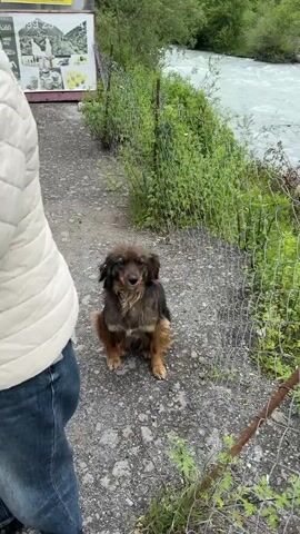 A brown, medium-sized dog sits on a gravel path. A person's arm and leg are visible next to the dog. Behind the dog is a chain-link fence covered in green foliage. Behind the fence is a swiftly moving river with white, churning water. The camera pans over the river, following it around a bend where two tributaries merge. Green mountainsides are visible in the background.