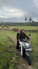 Rural tropical life documented: scooters, cattle, surf shop, cat
