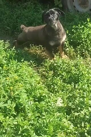A medium-sized dog stands in a grassy area. The dog is dark brown with tan markings on its legs and chest. Its fur appears to be cut short in some areas. The dog is facing the camera with its mouth open, panting. The background consists of green foliage and a partially visible vehicle wheel. The lighting suggests it is daytime.