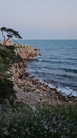 From a high vantage point, the camera captures a rocky coastline meeting a calm sea under a pale sky. The foreground features low-lying vegetation with clusters of small white flowers. The middle ground is dominated by a rocky cliff with a lone, windswept tree growing from its peak. The cliff face is a mix of reddish-brown and grey rocks of varying sizes.  The sea, a deep blue, laps against the rocky shore with small, white-crested waves. In the distance, a faint silhouette of a ship is visible on the horizon. A person, possibly maintaining equipment, is visible on the rocks near the water’s edge. The overall scene conveys a sense of tranquil, natural beauty.