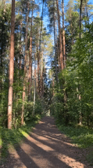 Morning forest walk documented in Votkinsk, Russia