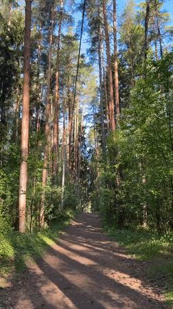 Morning forest walk documented in Votkinsk, Russia