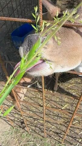 A close-up video shows a deer's head through a rusty metal fence. The deer is eating a sprig of grass held out by a person's hand. The deer's tongue is visible as it chews the grass. In the background, another deer is visible behind the fence, and a blue bucket is also present. The ground is covered with straw and dirt. The scene appears to be outdoors, with sunlight casting shadows.