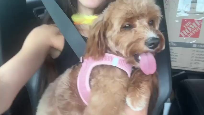 A woman in a black tank top is in the driver's seat of a car, holding a small brown dog. The dog is wearing a pink harness and has two feathers, one yellow and one orange, tucked into its fur near its ears. The woman's face is partially visible in the frame, and she appears to be looking at the camera. In the background, there are cardboard moving boxes, one of which has "THE HOME DEPOT" printed on it. The car appears to be in motion, as indicated by the slight blur in the background. The dog's tongue is hanging out, and its mouth is open.