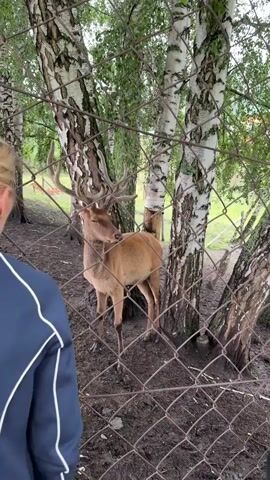 A young person with blonde hair, wearing a dark blue jacket with white trim, stands on the left side of the frame looking at a deer. The deer, which has antlers and is light brown in color, stands behind a chain-link fence. The deer is looking to the right. The background consists of trees with white and dark bark and green leaves, and a further fence in the distance. The ground is covered with dirt and fallen leaves. The footage is shot in a medium close-up, focusing on the interaction between the person and the deer.