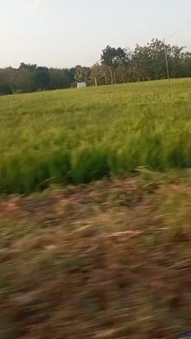 The video shows a blurry, fast-moving shot of a lush green field, likely a rice paddy, during the day. A wooden pole with a red marker stands on the left side of the frame in the foreground. The field extends into the distance, with trees and some structures visible on the horizon. The camera is in motion, creating a streaky effect on the landscape.