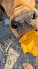 Rural life documented in Haini: cow feeding, snack preparation