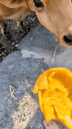 Rural life documented in Haini: cow feeding, snack preparation