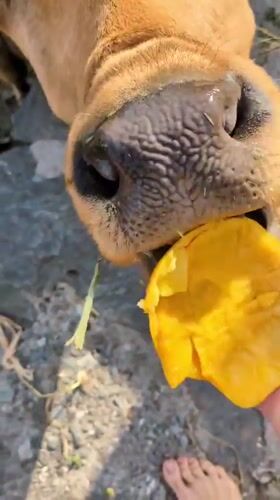 Rural life documented in Haini: cow feeding, snack preparation