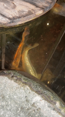 Fish swim in decorative pond with wooden platforms