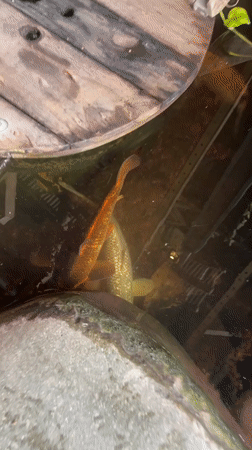 Fish swim in decorative pond with wooden platforms