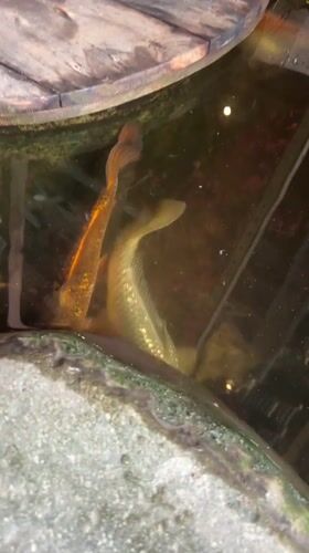Fish swim in decorative pond with wooden platforms