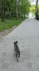 Early morning dog walk captured in Ternopil park